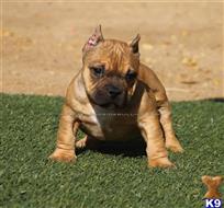 american bully puppy posted by Bully Pit Bulls
